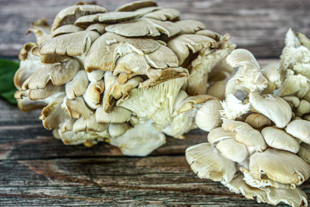 oyster mushrooms